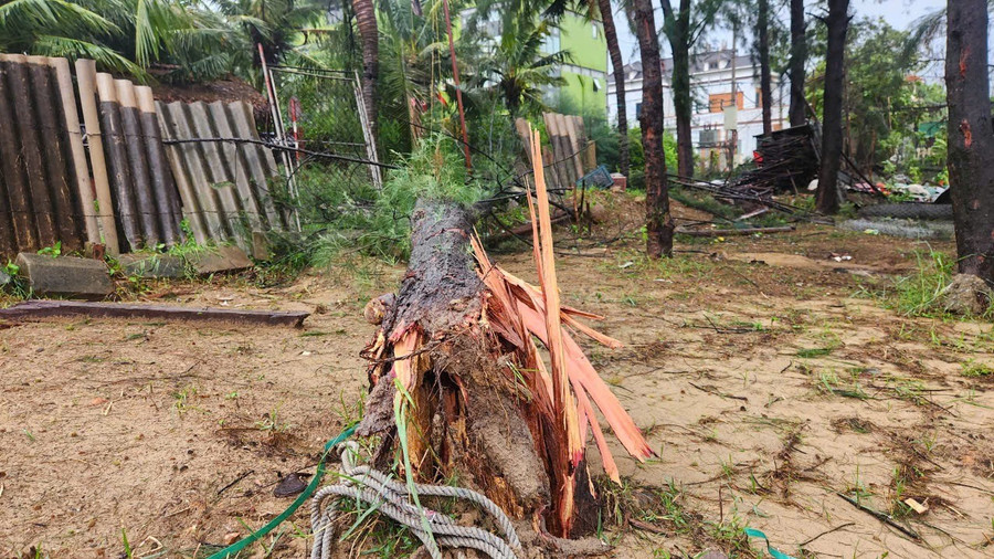 Bền bỉ như cây phi lao cũng bị gãy gốc. Ảnh: PHẠM ĐỨC 9.jpg