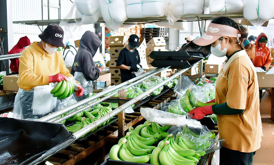 โรงงานแปรรูปกล้วยเพื่อส่งออกที่บริษัท Hung Son High-Tech Agriculture Joint Stock Company ภาพโดย: M.T 4.jpg