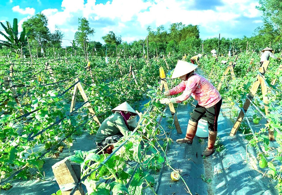 HTX Nông nghiệp II Nhơn Thọ phát triển rau, quả theo tiêu chuẩn gắn với xây dựng thương hiệu, tiêu thụ sản phẩm đa kênh ổn định đầu ra. Ảnh: Hồng Thương 11.jpg