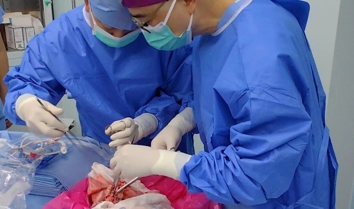 Các bác sĩ thực hiện phẫu thuật ghép phổi heo biến đổi gene cho bệnh nhân chết não ở Trung Quốc. Ảnh: Nature Medicine kh-ghep.jpg