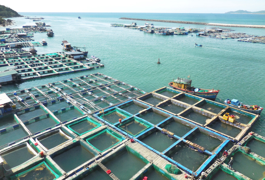 Hoạt động nuôi thủy sản tự phát bằng lồng bè tại khu vực mặt nước ven đầm Đề Gi tiềm ẩn nguy cơ ô nhiễm môi trường biển, ảnh hưởng giao thông thủy nội địa. Ảnh: V.L 91.jpg
