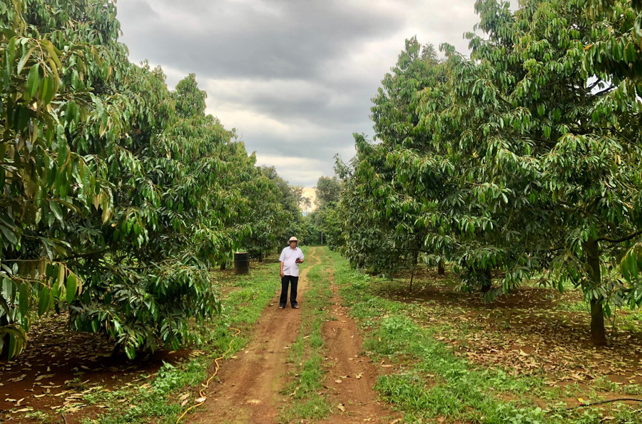 ខេត្តទាំងមូលមានលេខកូដតំបន់ដាំដុះទុរេនចំនួន ៦៧ ដែលគ្របដណ្តប់លើផ្ទៃដី ១.៥៣៩ ហិកតា ដែលត្រូវបាននាំចេញទៅកាន់ប្រទេសចិន។ រូបថត៖ L.N. nong-nghiep-2.jpg