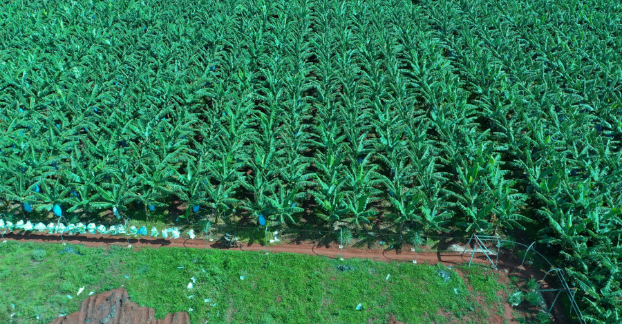 ចម្ការចេករបស់ក្រុមហ៊ុនភាគហ៊ុនកសិកម្មបច្ចេកវិទ្យាខ្ពស់ហុងសឺន។ រូបថត៖ ឡេណាំ nong-nghiep-1.jpg