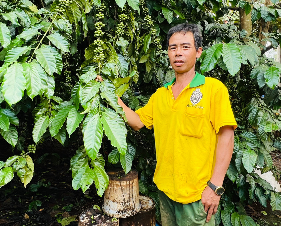 Anh Rlan Hơn (làng D, xã Gào) mạnh dạn cải tạo vườn cà phê, mang lại hiệu quả kinh tế cao. Ảnh: Đồng Lai cai-tao-vuon-ca-phe.jpg