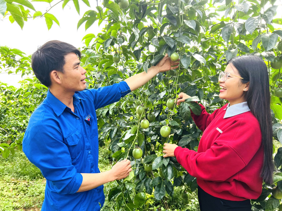 Nhờ được tạo điều kiện vay vốn từ Ngân hàng CSXH, anh Võ Văn Thương (xã Đak Pơ) đã đầu tư để phát triển mô hình trồng cây ăn trái. Ảnh: M.N ngan-hang.jpg