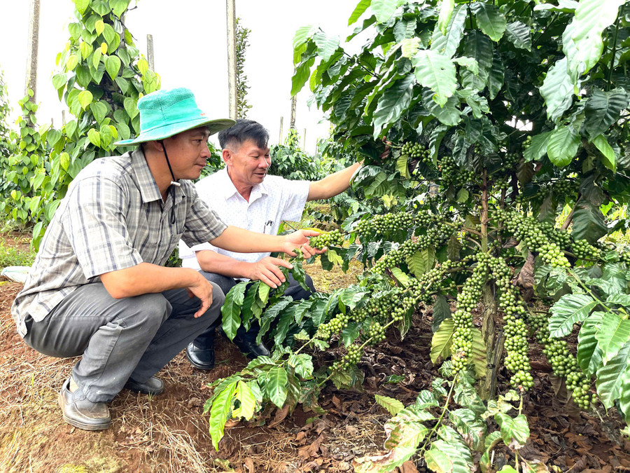 Xã Gào tập trung đẩy mạnh chuyển đổi cơ cấu cây trồng, ứng dụng khoa học kỹ thuật vào sản xuất để nâng cao năng suất, chất lượng cà phê. Ảnh: Quang Tấn 82.jpg