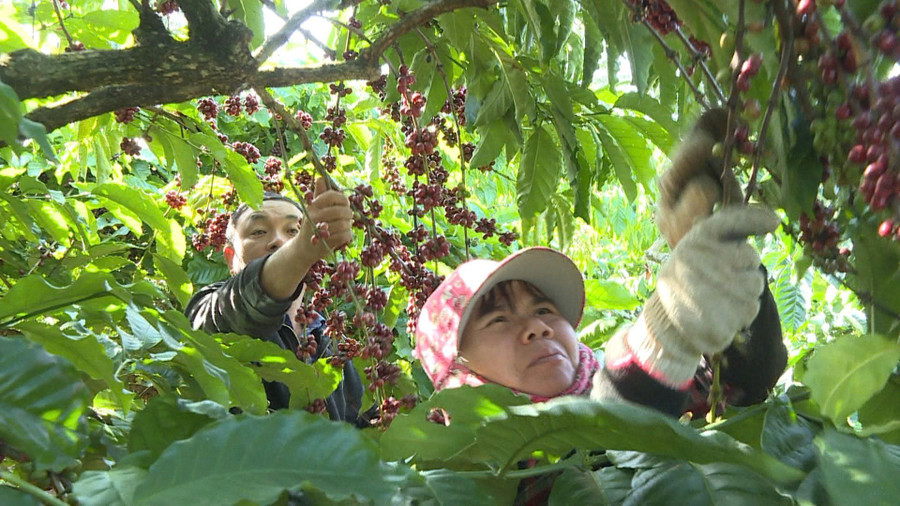 Người dân xã Chư Păh thu hoạch cà phê. Ảnh: Minh Lý 65.jpg
