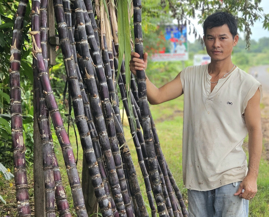Anh Phùng Minh Tuấn (thôn Phú Cường, xã Chư Sê) phấn khởi vì mía tím được mùa, được giá. Ảnh: Ngọc Duy 102.jpg
