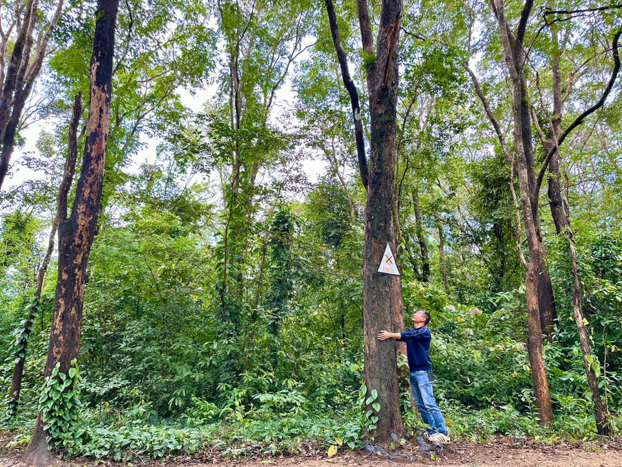 Hutan rosewood langka di komune Duc Co dengan sekitar 2.000 pohon. Foto: Ha Duy 2-5812.jpg