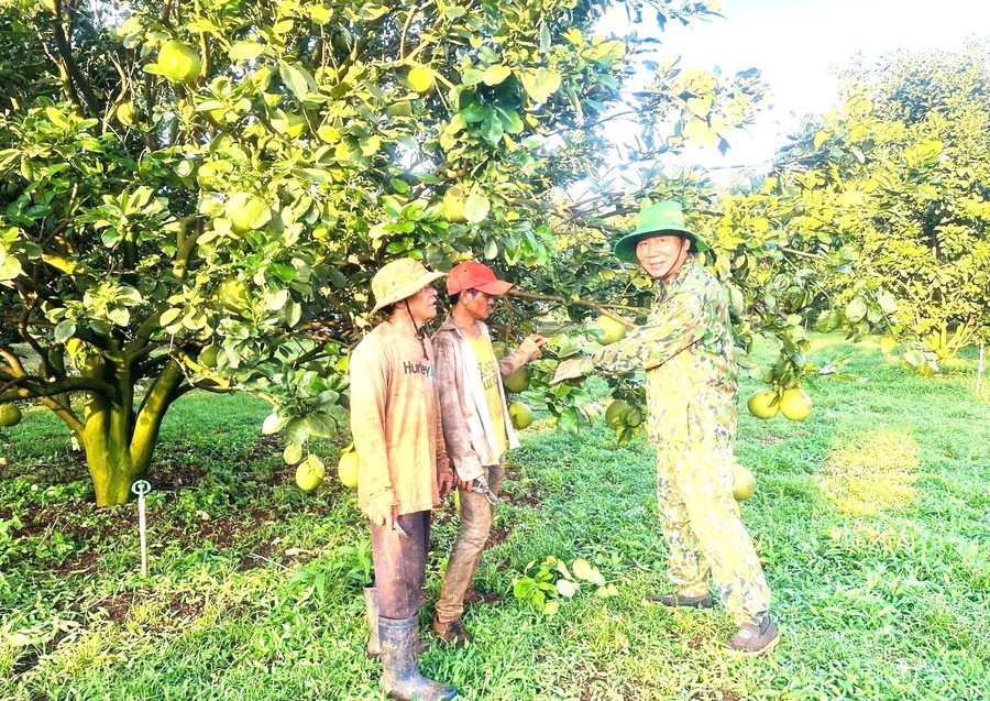 Cựu chiến binh Nguyễn Ngọc Tuyến (bìa phải) tại trang trại của gia đình. Ảnh: P.D 2.jpg