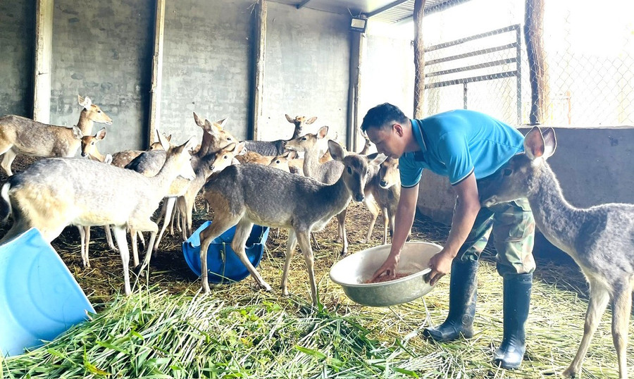 Cựu chiến binh Nguyễn Huy Thuận cần mẫn với công việc ở trang trại nuôi hươu, nai. Ảnh: P.D 3.jpg