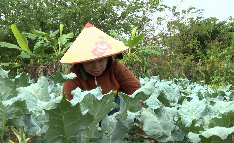 Chị Đinh Thị Boi chăm sóc vườn rau ôn đới của gia đình. Ảnh: Đ.T rau-an-toan.jpg
