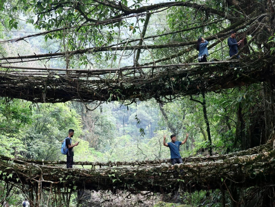 Không rõ được xây dựng khi nào. Nhu cầu thiết yếu đã tạo ra cây cầu từ rễ cây sung ở bang Meghalaya, phía đông bắc Ấn Độ. Người Khasi bản địa cần những công trình đủ chắc chắn để chịu được mùa mưa, và họ đã trồng và tạo hình rễ cây sung bằng dây thừng và thân cây - một quá trình kéo dài hàng thập kỷ. Phiên bản hai tầng ở làng Nongriat đặc biệt đẹp mắt, thu hút khách du lịch sẵn sàng leo xuống 3.500 bậc thang để trải nghiệm cảm giác băng qua một công trình sống
