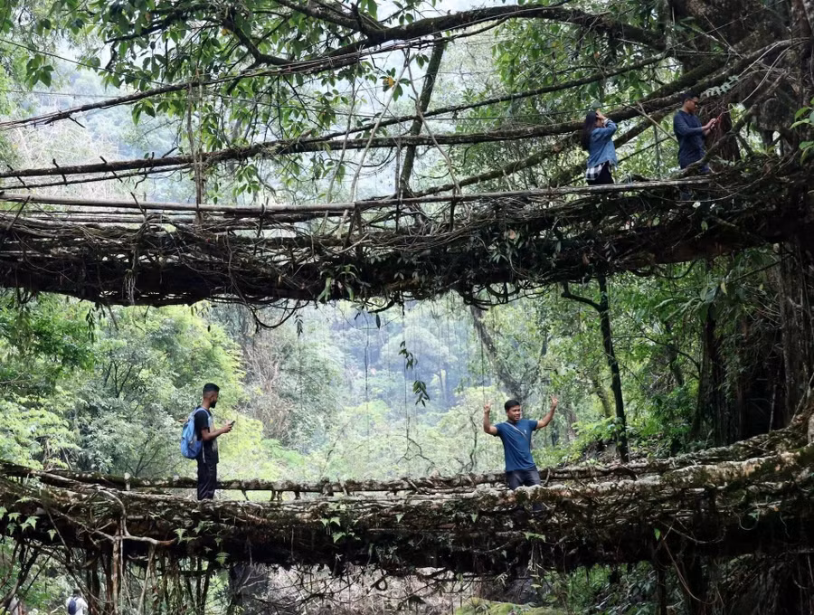 Không rõ được xây dựng khi nào. Nhu cầu thiết yếu đã tạo ra cây cầu từ rễ cây sung ở bang Meghalaya, phía đông bắc Ấn Độ. Người Khasi bản địa cần những công trình đủ chắc chắn để chịu được mùa mưa, và họ đã trồng và tạo hình rễ cây sung bằng dây thừng và thân cây - một quá trình kéo dài hàng thập kỷ. Phiên bản hai tầng ở làng Nongriat đặc biệt đẹp mắt, thu hút khách du lịch sẵn sàng leo xuống 3.500 bậc thang để trải nghiệm cảm giác băng qua một công trình sống