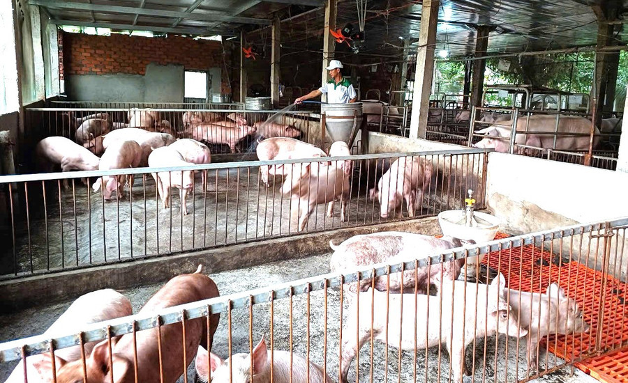 Một trong những giải pháp then chốt ngăn chặn sự lây lan dịch tả heo châu Phi là nâng cao ý thức của người chăn nuôi. - Trong ảnh: Ông Nguyễn Văn Công (thôn Tân Hóa Bắc, xã Hòa Hội) chăm sóc đàn heo. Ảnh: T.LỢI 31.jpg