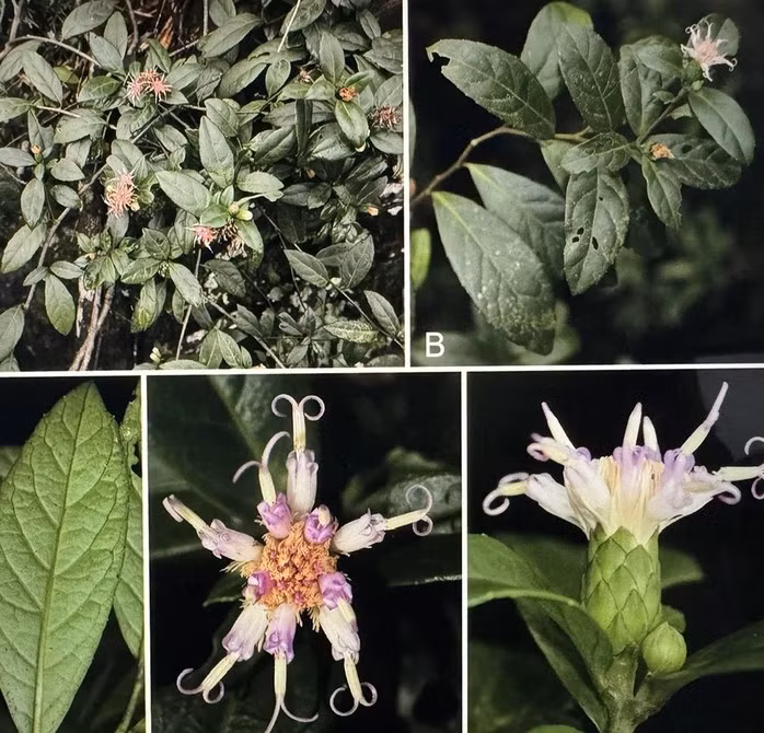 Hình thái hoa và lá của loài Bạch Đầu Phong Nha - Kẻ Bàng