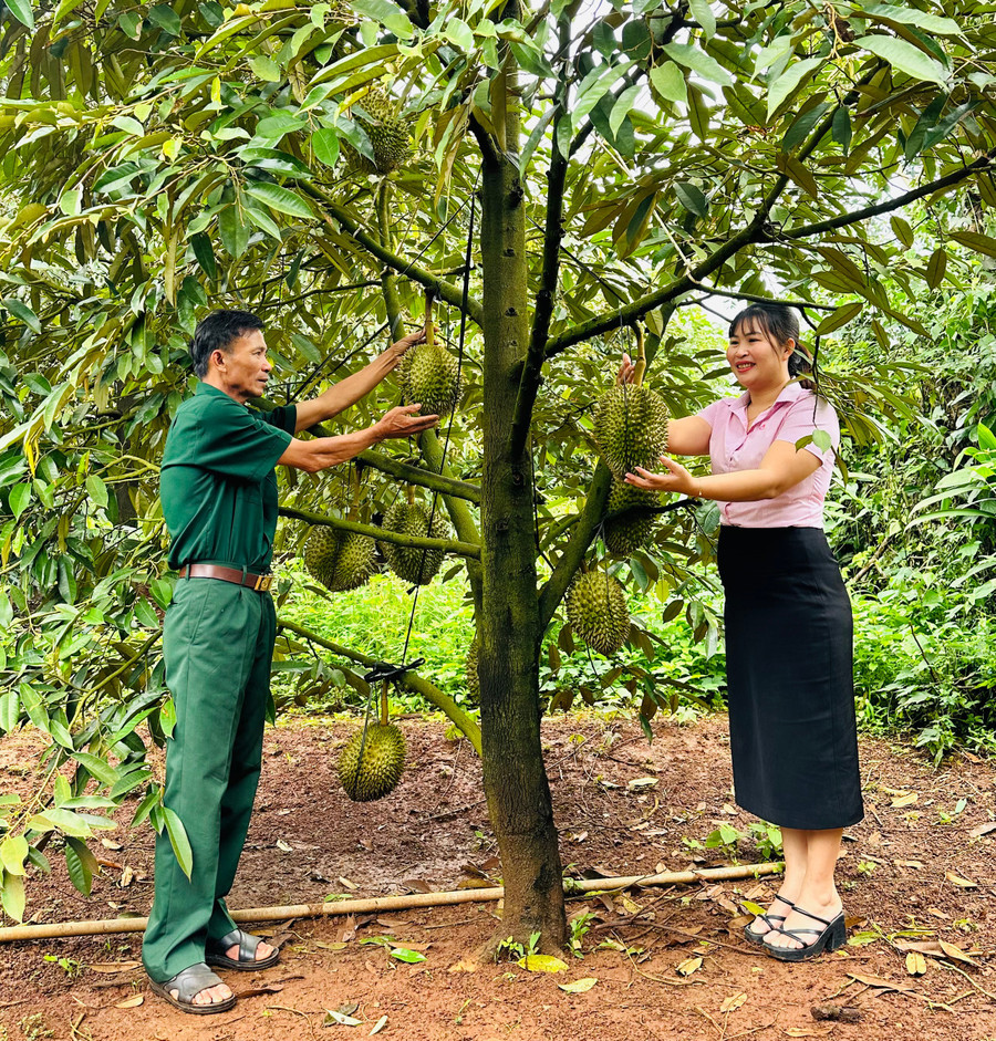 Nhờ nguồn vốn vay ưu đãi, cựu chiến binh Trần Văn Hào (xã Ia Pia) đã phát triển mô hình trồng cà phê và sầu riêng mang lại hiệu quả kinh tế cao. Ảnh: T.C 1-3178.jpg