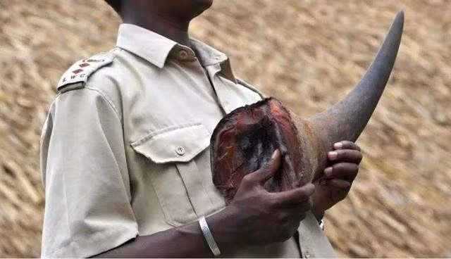 Chu Đăng Khoa được biết đến là một nhân vật bí ẩn đứng sau các hoạt động buôn bán trái phép sừng tê giác và xương hổ tại Nam Phi (ảnh minh họa). Ảnh: REUTERS