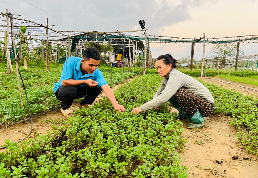 Yuuki Farm Joint Stock Company (An Nhon ward) is making efforts to restore vegetable growing areas to supply the market. Photo: Minh Nhat khoi-phuc-san-xuat-1.jpg