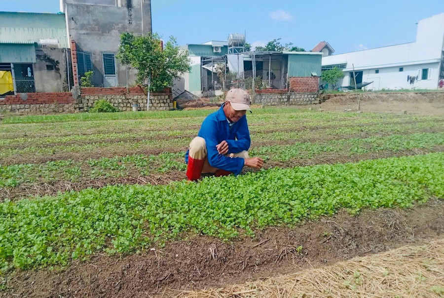 Members of Phuoc Hiep Agricultural Cooperative quickly restored production to soon supply vegetables to the market. Photo: Minh Nhat khoi-phuc-san-xuat-5.jpg