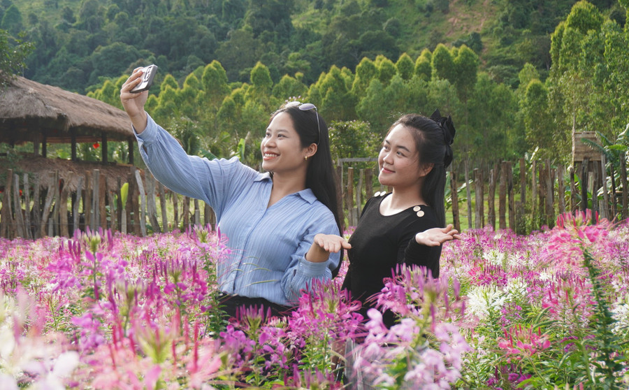 Vườn hoa túy điệp thơ mộng thu hút khách tham quan. Ảnh: Chu Hằng 12.jpg