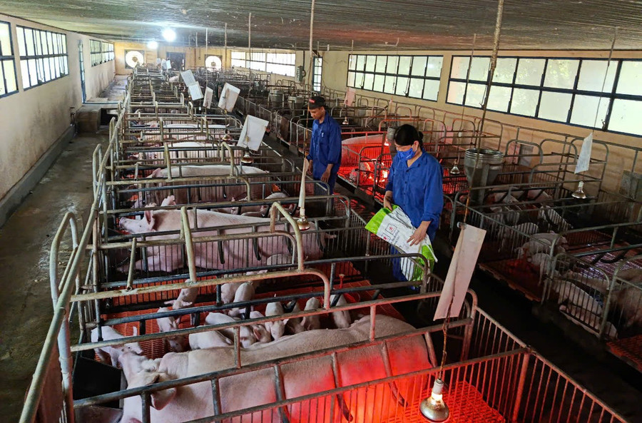 Trong bối cảnh dịch tả heo châu Phi còn diễn biến phức tạp, ngành chăn nuôi khuyến cáo việc tái đàn heo phục vụ thị trường cuối năm cần thận trọng và tuân thủ quy trình phòng-chống dịch bệnh. Ảnh: T.Lợi kiem-soat-dich-benh.jpg