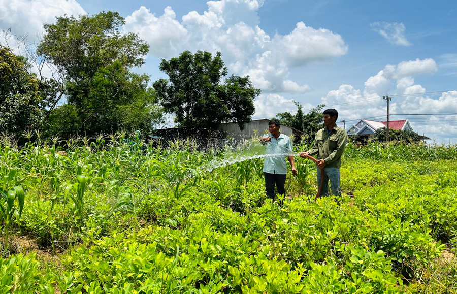 Anh Nguyễn Văn Toàn (bìa trái) hướng dẫn người dân áp dụng kỹ thuật tiên tiến trong canh tác cây trồng. Ảnh: D.Đ lang-ring.jpg