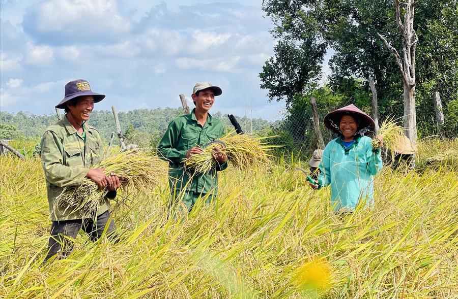 Người dân làng Hrach (xã Chư Krey) thu hoạch lúa. Ảnh: Minh Triều 72.jpg