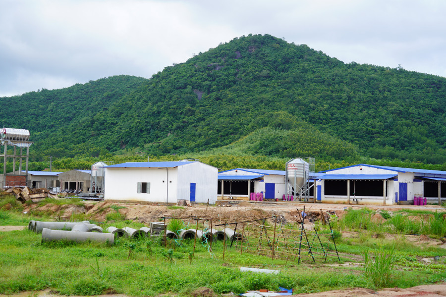 Một doanh nghiệp đầu tư cơ sở hạ tầng phát triển chăn nuôi tại Khu chăn nuôi tập trung Đồng Hào. Ảnh: N.H a-4.jpg