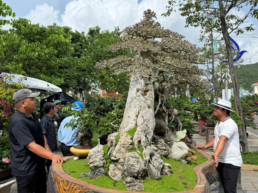 Liên hoan triển lãm sinh vật cảnh tỉnh Gia Lai lần thứ I-2025 trưng bày hơn 2.000 tác phẩm sinh vật cảnh gồm: cây cảnh, hoa cảnh, đá cảnh, gỗ lũa… Ảnh: N.H 4.jpg