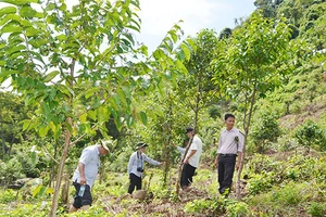 WB sẽ thanh toán hơn 1.200 tỷ đồng cho Việt Nam để giữ rừng, giảm phát thải khí nhà kính tại 6 tỉnh miền Trung