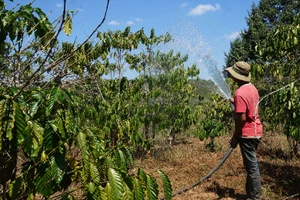 Phân bón đã tăng lên 1,3 triệu/bao, giờ giá xăng dầu lại tăng cao, nông dân Lâm Đồng nhìn vườn cà phê mà ngao ngán