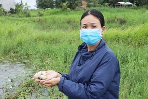 Thu nhập cao từ nuôi ốc bươu đen