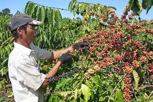 Tây Nguyên: Nông dân phấn khởi vì cà phê, mì được giá