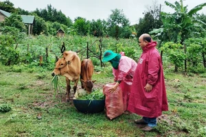 Kiểm tra dự án phát triển chăn nuôi bò cái sinh sản tại xã Đak Trôi