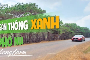 Ngàn thông xanh Phố núi