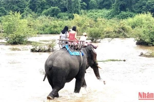 Đắk Lắk chuyển đổi mô hình du lịch cưỡi voi sang mô hình du lịch thân thiện với voi