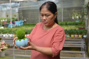 Một nông dân Lâm Đồng phát tài nhờ "biến" hạt thanh long thành cây cảnh mini hút hàng, bán sang cả Singapore