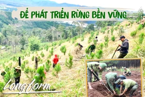 Để phát triển rừng bền vững-Kỳ 4: Rừng đã thêm xanh