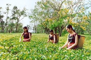 Du lịch Gia Lai trong liên kết phát triển du lịch Việt Nam-Lào-Campuchia