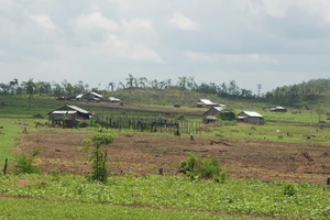 Sống... lậu ở Tây Nguyên