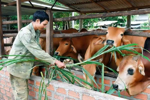 Mang Yang phát triển chăn nuôi gia súc trong hộ dân tộc thiểu số