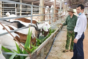 Nông dân thoát nghèo nhờ tham gia tổ hội chăn nuôi gia súc