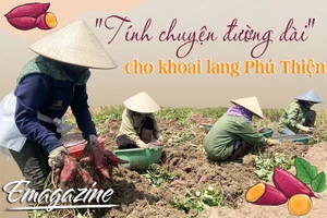 "Tính chuyện đường dài" cho khoai lang Phú Thiện