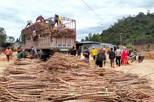 Hỗ trợ 15.000 bó hom giống mì kháng bệnh khảm lá cho nông dân Kbang