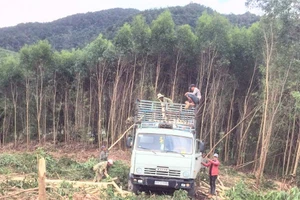 Gỗ keo lai tăng giá, người trồng rừng phấn khởi