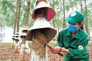 Gia Lai triển khai thu thập, lưu trữ, tổng hợp thông tin thị trường lao động