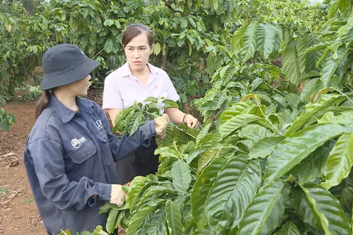 Nới vốn chính sách, nông dân thêm nguồn lực đầu tư sản xuất.