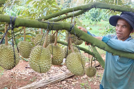 Tất bật bảo vệ vườn sầu riêng trước mùa mưa bão