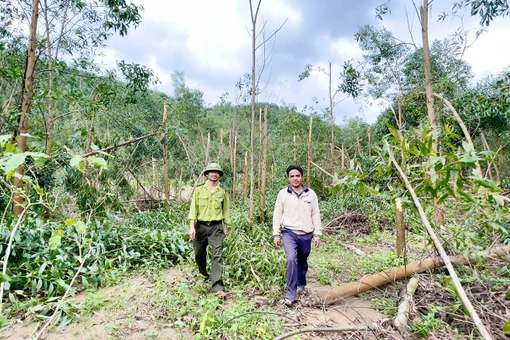 Người dân “não ruột” vì keo gãy trắng sau bão